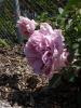 <imgl0*100:stuff/z/147496/Plants%2520and%2520Pretties%253a%2520Roses%25202/P8040140.JPG>