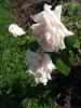 <imgl0*100:stuff/z/147496/Plants%2520and%2520Pretties%253a%2520Roses%25202/P8040151.JPG>