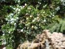<img0*100:stuff/z/147496/Plants%2520and%2520Pretties%253a%2520Roses%25203/P8040193.JPG>