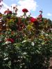 <imgl0*100:stuff/z/147496/Plants%2520and%2520Pretties%253a%2520Roses%25204/P8040156.JPG>