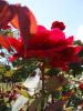 <imgl0*100:stuff/z/147496/Plants%2520and%2520Pretties%253a%2520Roses%25204/P8040157.JPG>