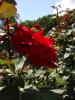 <imgl0*100:stuff/z/147496/Plants%2520and%2520Pretties%253a%2520Roses%25204/P8040158.JPG>