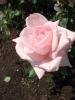 <imgl0*100:stuff/z/147496/Plants%2520and%2520Pretties%253a%2520Roses%25205/P8040131.JPG>