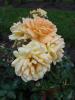 <img0*100:stuff/z/147496/Plants%2520and%2520Pretties%253a%2520Roses%25205/P8040132.JPG>