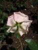<imgl0*100:stuff/z/147496/Plants%2520and%2520Pretties%253a%2520Roses%25205/P8040164.JPG>