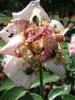 <imgl0*100:stuff/z/147496/Plants%2520and%2520Pretties%253a%2520Roses%25205/P8040165.JPG>