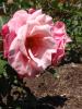 <imgl0*100:stuff/z/147496/Plants%2520and%2520Pretties%253a%2520Roses%25205/P8040173.JPG>