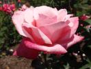 <img0*100:stuff/z/147496/Plants%2520and%2520Pretties%253a%2520Roses%25205/P8040174.JPG>