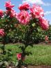 <img0*100:stuff/z/147496/Plants%2520and%2520Pretties%253a%2520Roses%25205/P8040175.JPG>