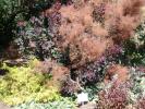 <img0*100:stuff/z/147496/Plants%2520and%2520Pretties%253a%2520Roses%25205/P8040206.JPG>