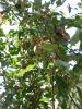 <imgl0*100:stuff/z/147496/Plants%2520and%2520Pretties%253a%2520Roses%25205/P8040207.JPG>