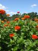 <img0*100:stuff/z/147496/Plants%2520and%2520Pretties%253a%2520Roses%25206/P8040124.JPG>