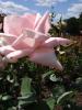 <img0*100:stuff/z/147496/Plants%2520and%2520Pretties%253a%2520Roses%25206/P8040130.JPG>