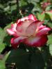 <img0*100:stuff/z/147496/Plants%2520and%2520Pretties%253a%2520Roses%25206/P8040144.JPG>