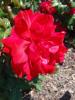 <img0*100:stuff/z/147496/Plants%2520and%2520Pretties%253a%2520Roses%25206/P8040149.JPG>