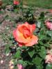 <imgl0*100:stuff/z/147496/Plants%2520and%2520Pretties%253a%2520Roses%25206/P8040154.JPG>