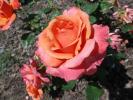 <img0*100:stuff/z/147496/Plants%2520and%2520Pretties%253a%2520Roses%25206/P8040155.JPG>