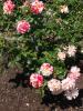 <imgl0*100:stuff/z/147496/Plants%2520and%2520Pretties%253a%2520Roses%25206/P8040184.JPG>
