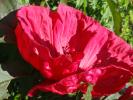 <img0*100:stuff/z/147496/Plants%2520and%2520Pretties%253a%2520Roses%25206/P8040200.JPG>