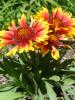 <imgl0*100:stuff/z/147496/Plants%2520and%2520Pretties%253a%2520Roses%25206/P8040208.JPG>