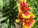  plants and pretties