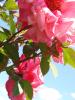 <imgl0*100:stuff/z/147496/Plants%2520and%2520Pretties%253a%2520Roses/P8040176.JPG>