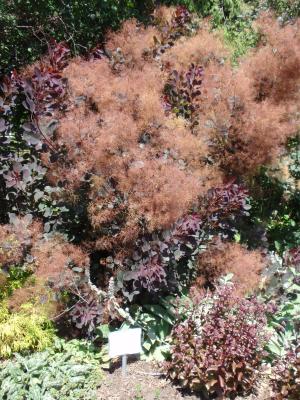 <img300*0:http://elftown.heddate.com/stuff/z/147496/Plants%2520and%2520Pretties%253a%2520Roses/P8040205.JPG?r=l>