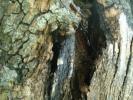 <img0*100:stuff/z/147496/Plants%2520and%2520Pretties%253a%2520Trees/P6210184.JPG>