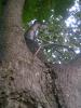<imgr0*100:stuff/z/147496/Plants%2520and%2520Pretties%253a%2520Trees/P6210187.JPG>
