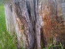 <img0*100:stuff/z/147496/Plants%2520and%2520Pretties%253a%2520Trees/P6210189.JPG>