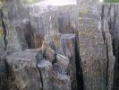 <img0*100:stuff/z/147496/Plants%2520and%2520Pretties%253a%2520Trees/P6210190.JPG>