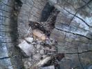 <img0*100:stuff/z/147496/Plants%2520and%2520Pretties%253a%2520Trees/P6210194.JPG>