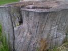 <img0*100:stuff/z/147496/Plants%2520and%2520Pretties%253a%2520Trees/P6210202.JPG>