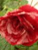 <imgr0*100:stuff/z/147496/Roses.1/P6250470.JPG>