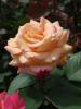 <imgr0*100:stuff/z/147496/Roses.1/P7040101.JPG>