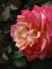 <imgr0*100:stuff/z/147496/Roses.1/P7040102.JPG>