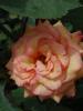 <imgr0*100:stuff/z/147496/Roses.1/P7040103.JPG>