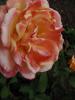 <imgr0*100:stuff/z/147496/Roses.1/P7040105.JPG>