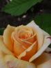 <imgr0*100:stuff/z/147496/Roses.1/P7040107.JPG>