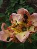 <imgr0*100:stuff/z/147496/Roses.1/P7040115.JPG>