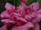 <img0*100:stuff/z/147496/Roses.1/P7040117.JPG>