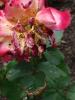 <imgl0*100:stuff/z/147496/Roses.1/P7040123.JPG>
