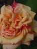 <imgr0*100:stuff/z/147496/Roses.1/P7040126.JPG>