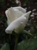 <imgl0*100:stuff/z/147496/Roses.1/P7040128.JPG>