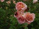 <img0*100:stuff/z/147496/Roses.1/P7040134.JPG>