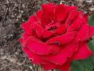 <img0*100:stuff/z/147496/Roses.1/P7040136.JPG>