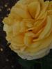 <imgr0*100:stuff/z/147496/Roses.1/P7040138.JPG>