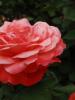 <imgr0*100:stuff/z/147496/Roses.1/P7040143.JPG>