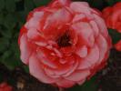 <img0*100:stuff/z/147496/Roses.1/P7040144.JPG>