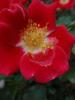 <imgr0*100:stuff/z/147496/Roses.1/P7040149.JPG>